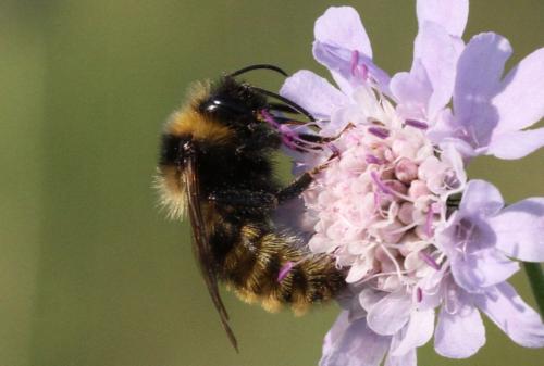 Bombus campestris